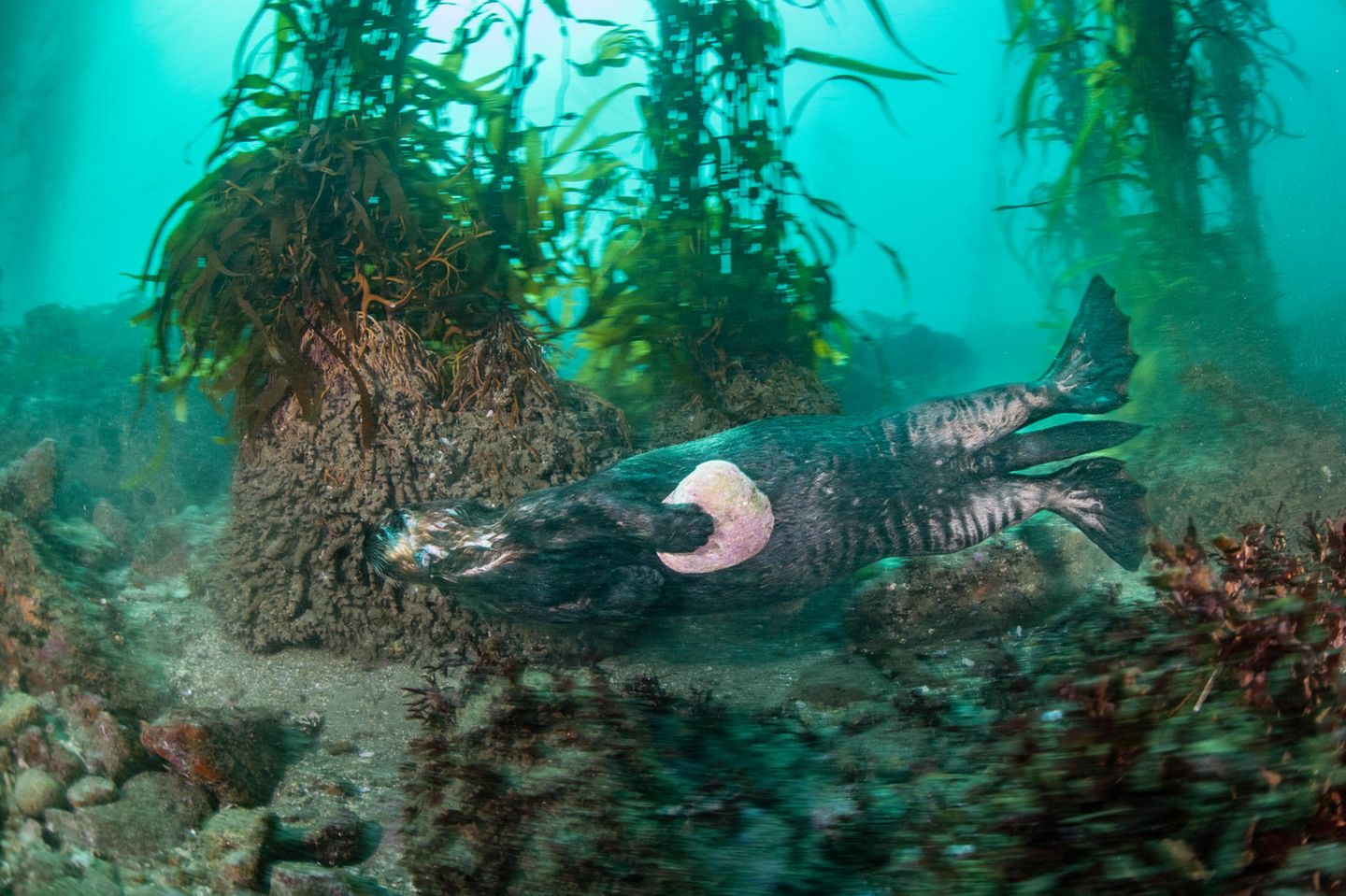 Die Muschelsammler Ein junger Seeotter (Enhydra lutris) trägt eine leere Muschelschale mit sich. Diese werden oft dazu verwendet, weitere Muscheln vom Meeresgrund zu lösen. Um an das zarte Muschelfleisch zu kommen, schlagen Seeotter die Muscheln auf einen Stein. Dazu liegen sie auf dem Rücken im Wasser, während sie den Stein auf ihrem Bauch balancieren. Dieser dient dann als Amboss, auf dem sie die Muscheln spalten