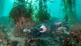 Ein junger Seeotter (Enhydra lutris) trägt eine leere Muschelschale mit sich. Diese werden oft dazu verwendet, weitere Muscheln vom Meeresgrund zu lösen. Um an das zarte Muschelfleisch zu kommen, schlagen Seeotter die Muscheln auf einen Stein. Dazu liegen sie auf dem Rücken im Wasser, während sie den Stein auf ihrem Bauch balancieren. Dieser dient dann als Amboss, auf dem sie die Muscheln spalten