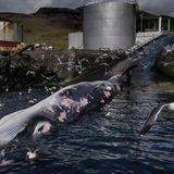 Getöteter Finnwal in Island