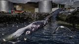 Getöteter Finnwal in Island