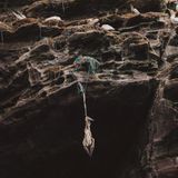 Strangulierter Tölpel