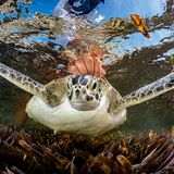 Freigelassene Meeresschildkröte