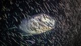 Walhai mit Fischen