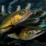 Lachse in British Columbia