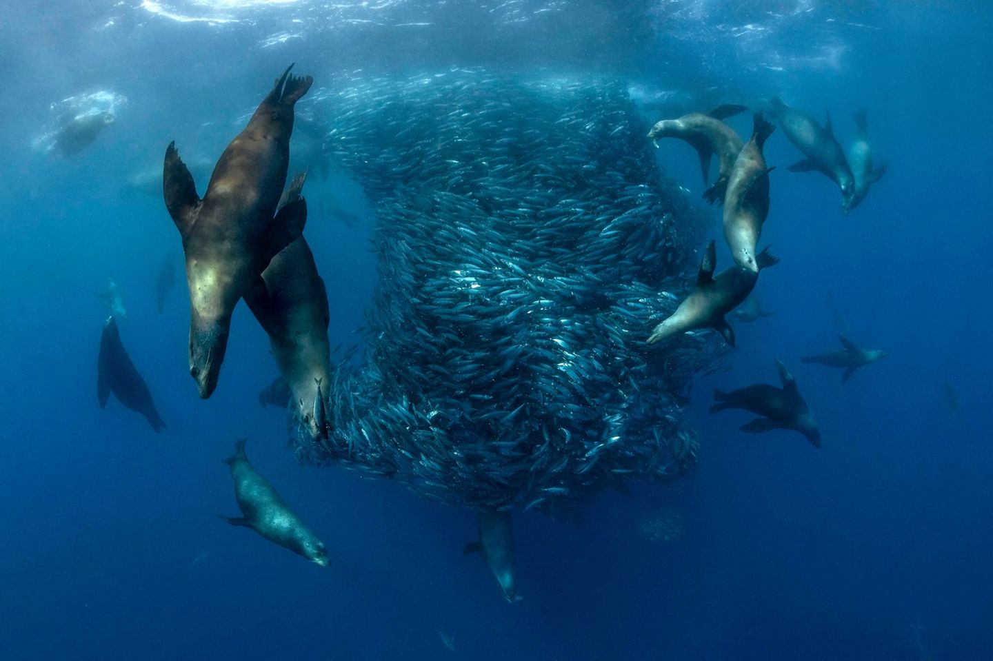 Seelöwen machen Jagd auf Sardinen