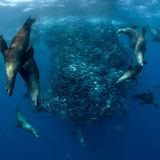 Seelöwen machen Jagd auf Sardinen