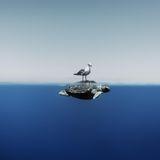 Eine Möwe sitzt auf einer Schildkröte