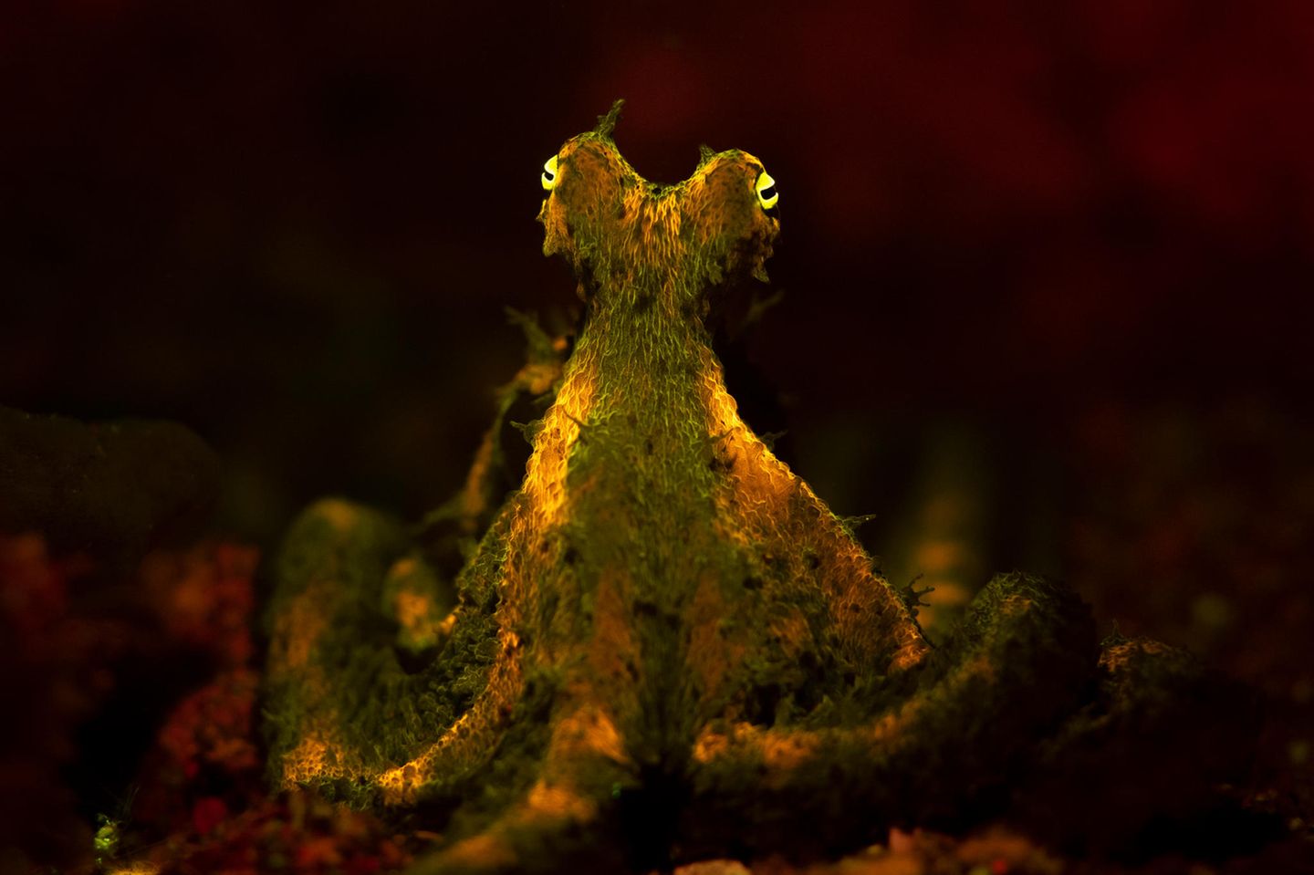 Ein Krake fluoresziert