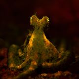 Ein Krake fluoresziert