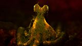 Ein Krake fluoresziert