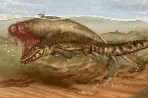 Krokodil greift Seekuh an