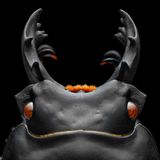 Einem Schröter. Die geweihartigen Oberkiefer der mit dem Hirschkäfer verwandten südostasiatischen Art Neolucanus maximus dienen dem Männchen zum Kämpfen und signalisieren weiblichen Tieren seine Fitness. Ob auch die orangen Borsten beim Anbandeln helfen oder etwa zum Säubern der Beine da sind, ist bislang unbekannt. Ihren Namen "Schröter" erhielt die Käferfamilie, da ihre Larven Totholz in etwa so grob zerkleinern wie eine Schrotmühle das Korn.   KW 37