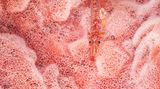 Eine Geistergrundel. Unauffälliger geht es kaum: Der Untergrund – ein rosafarbener Schwamm – scheint durch den transparenten Körper des Fischchens; pinke Punkte lassen es vollends mit dem Umfeld verschmelzen. Selbst die rhythmisch schlagenden Kiemendeckel sind dem Prinzip Tarnung unterworfen. Sie liegen sichtgeschützt tiefer in Richtung Bauch statt direkt seitlich am Körper. Weggespült zu einem weniger perfekt passenden Untergrund wird die Grundel nicht. Mit einer Art Saugscheibe haftet sie am Schutzraum Schwamm.  KW 47