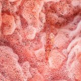 Eine Geistergrundel. Unauffälliger geht es kaum: Der Untergrund – ein rosafarbener Schwamm – scheint durch den transparenten Körper des Fischchens; pinke Punkte lassen es vollends mit dem Umfeld verschmelzen. Selbst die rhythmisch schlagenden Kiemendeckel sind dem Prinzip Tarnung unterworfen. Sie liegen sichtgeschützt tiefer in Richtung Bauch statt direkt seitlich am Körper. Weggespült zu einem weniger perfekt passenden Untergrund wird die Grundel nicht. Mit einer Art Saugscheibe haftet sie am Schutzraum Schwamm.  KW 47