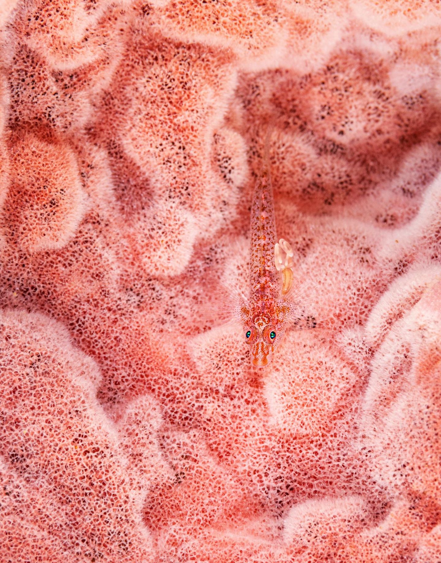 Wer verbirgt sich hier? Eine Geistergrundel. Unauffälliger geht es kaum: Der Untergrund – ein rosafarbener Schwamm – scheint durch den transparenten Körper des Fischchens; pinke Punkte lassen es vollends mit dem Umfeld verschmelzen. Selbst die rhythmisch schlagenden Kiemendeckel sind dem Prinzip Tarnung unterworfen. Sie liegen sichtgeschützt tiefer in Richtung Bauch statt direkt seitlich am Körper. Weggespült zu einem weniger perfekt passenden Untergrund wird die Grundel nicht. Mit einer Art Saugscheibe haftet sie am Schutzraum Schwamm. KW 47