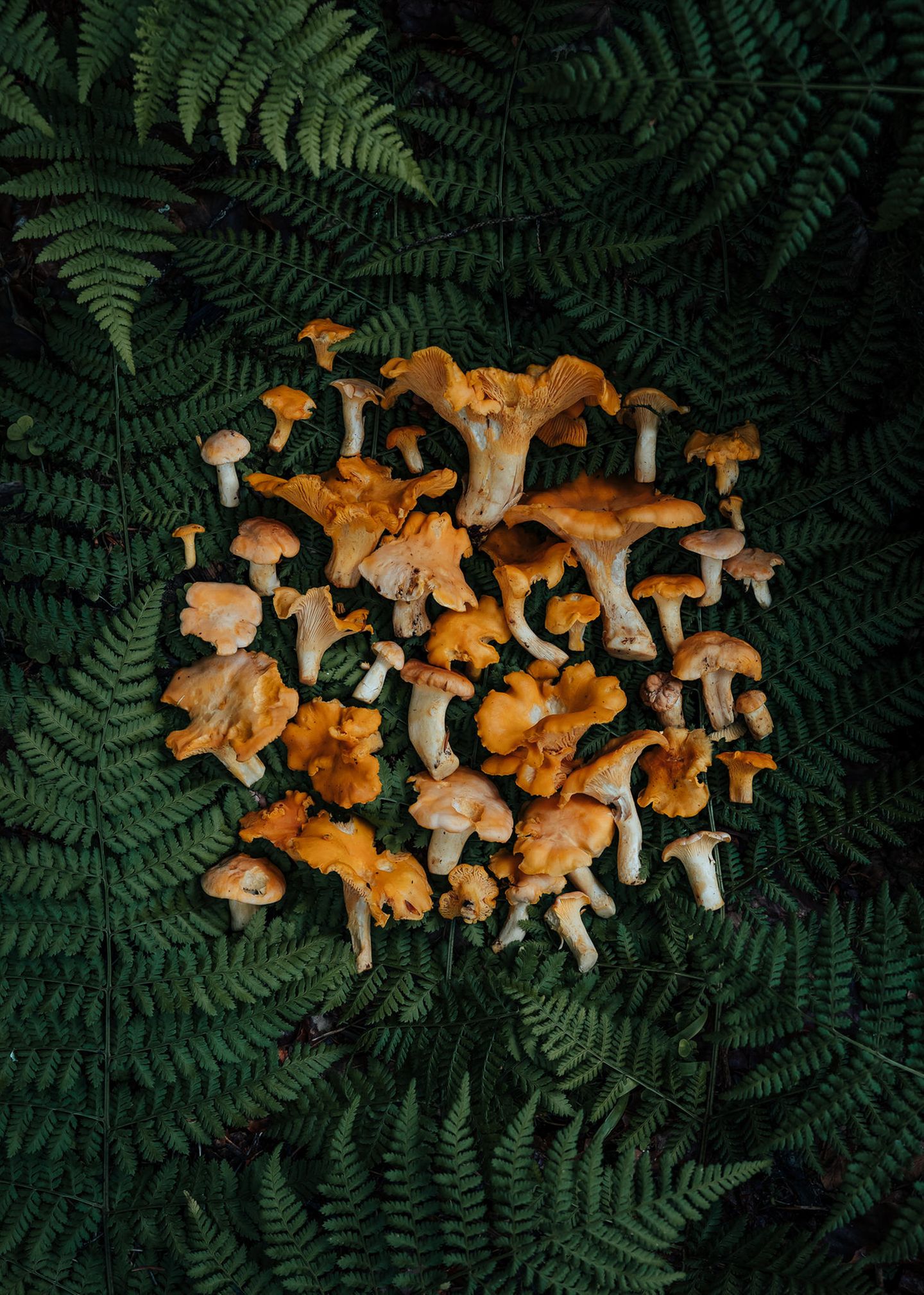 Pfifferlinge auf Farnblättern