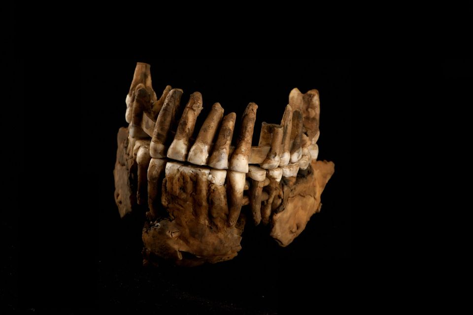 Kiefer des Neandertalers "Thorin"
