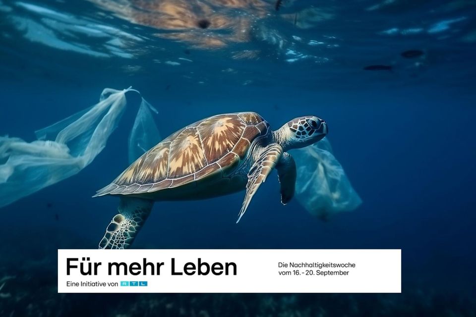 Wie Schildkröten unter Plastikmüll leiden