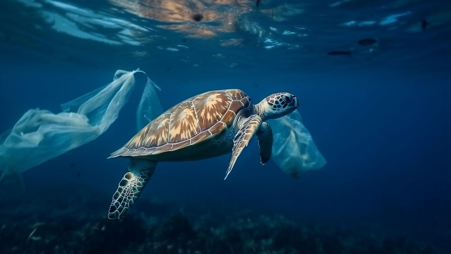 Wie Schildkröten unter Plastikmüll leiden