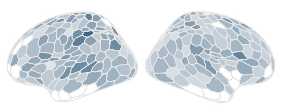 Neurowissenschaften: Je dunker das Grau, desto stärker schrumpfte die Region der Hirnrinde während der Schwangerschaft. Besonders betroffen waren unter anderem Netzwerke, die unsere Aufmerksamkeit steuern Je dunker das Grau, desto stärker schrumpfte die Region der Hirnrinde während der Schwangerschaft. Besonders betroffen waren unter anderem Netzwerke, die unsere Aufmerksamkeit steuern