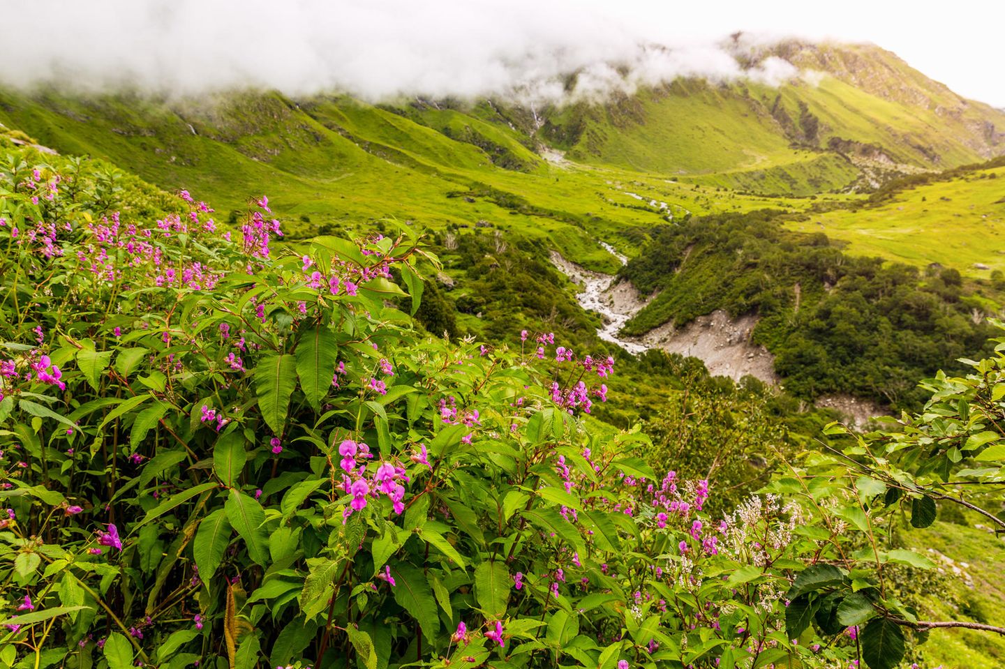 Blütenpracht im Tal der Blumen Das Tal der Blumen
