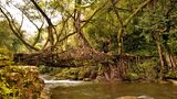 "Lebendige Brücken" im Regenwald "Lebendige Brücken" aus Baumwurzeln