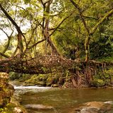 "Lebendige Brücken" aus Baumwurzeln