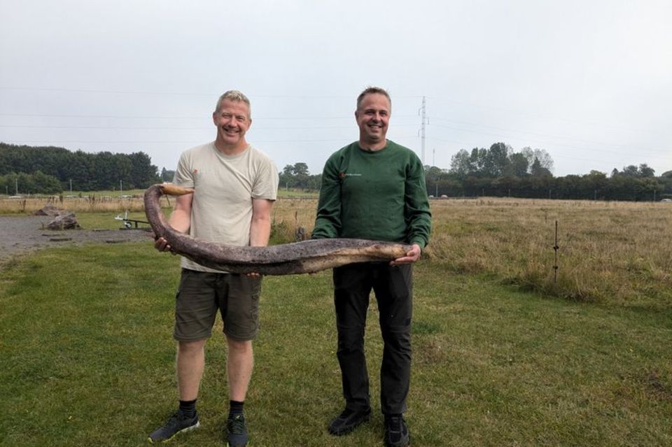 Zwei Bornholmer Naturführer zeigen den seltenen Fund. Foto: René Vilsholm/NaturBornholm/dpa