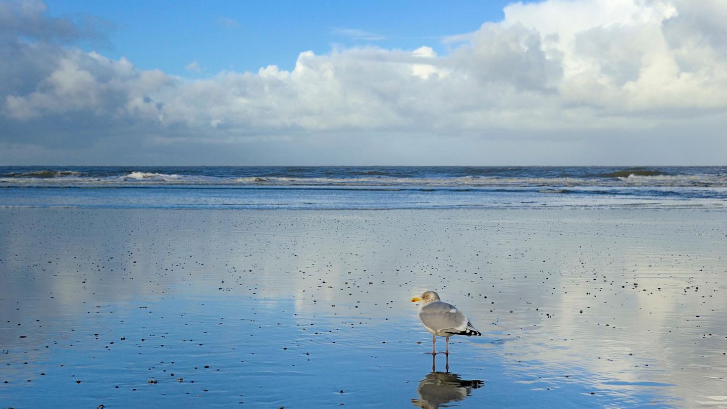 Möwe Wattenmeer