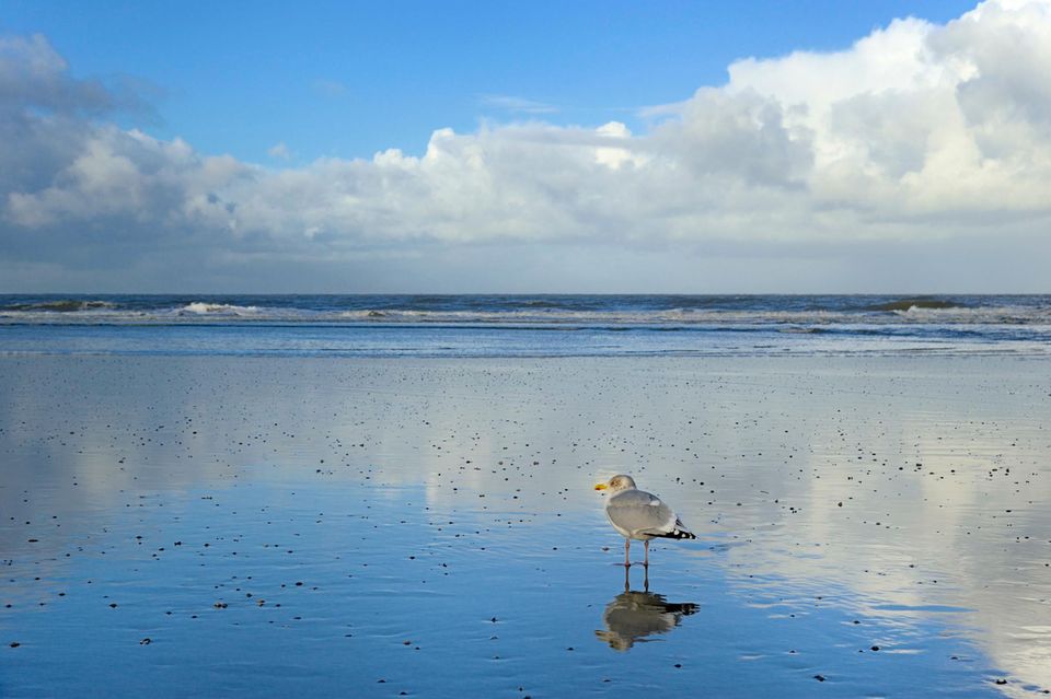 Möwe Wattenmeer