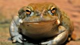 Die Coloradokröte Bufo alvarius, auch Sonora-Netzkröte genannt, lebt in den Wüsten der USA. Sie nutzt ihr giftiges Sekret zur Verteidigung. In den 1960er-Jahren fanden Forschende heraus, dass es ein starkes Psychedelikum enthält. Obgleich in den USA verboten, wird es seitdem getrocknet und in spirituellen Zeremonien unter Anleitung selbsternannter Heilerinnen und Heiler geraucht. Während des rund 30-minütigen Trips könne sich die Realität völlig auflösen, berichten Teilnehmende. Naturschützer fürchten, dass sich auf Dauer auch die Krötenpopulation auflösen könnte. Denn die Nachfrage nach dem spirituell bedeutsamen Rausch ist groß. Das zeigt sich auch in der Popularität von Ayahuaska-Retreats, Zeremonien mit einem traditionellen pflanzlichen Gebräu, die manche indigene Gruppen in Südamerika für Touristen und Touristinnen anbieten.