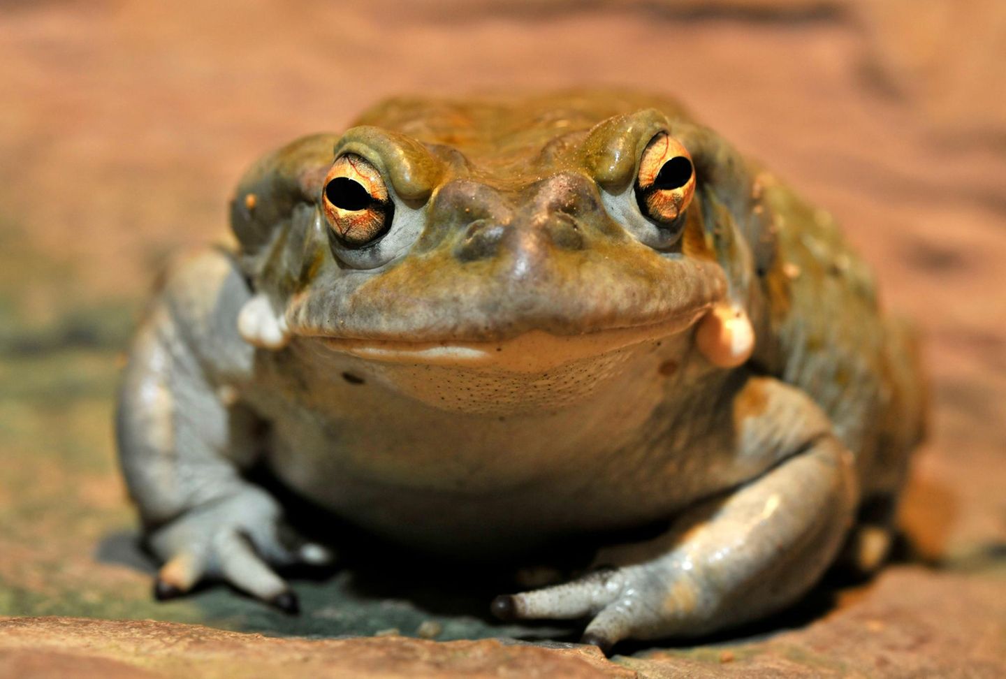 Im Bann der Kröte Die Coloradokröte Bufo alvarius, auch Sonora-Netzkröte genannt, lebt in den Wüsten der USA. Sie nutzt ihr giftiges Sekret zur Verteidigung. In den 1960er-Jahren fanden Forschende heraus, dass es ein starkes Psychedelikum enthält. Obgleich in den USA verboten, wird es seitdem getrocknet und in spirituellen Zeremonien unter Anleitung selbsternannter Heilerinnen und Heiler geraucht. Während des rund 30-minütigen Trips könne sich die Realität völlig auflösen, berichten Teilnehmende. Naturschützer fürchten, dass sich auf Dauer auch die Krötenpopulation auflösen könnte. Denn die Nachfrage nach dem spirituell bedeutsamen Rausch ist groß. Das zeigt sich auch in der Popularität von Ayahuaska-Retreats, Zeremonien mit einem traditionellen pflanzlichen Gebräu, die manche indigene Gruppen in Südamerika für Touristen und Touristinnen anbieten.