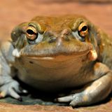 Die Coloradokröte Bufo alvarius, auch Sonora-Netzkröte genannt, lebt in den Wüsten der USA. Sie nutzt ihr giftiges Sekret zur Verteidigung. In den 1960er-Jahren fanden Forschende heraus, dass es ein starkes Psychedelikum enthält. Obgleich in den USA verboten, wird es seitdem getrocknet und in spirituellen Zeremonien unter Anleitung selbsternannter Heilerinnen und Heiler geraucht. Während des rund 30-minütigen Trips könne sich die Realität völlig auflösen, berichten Teilnehmende. Naturschützer fürchten, dass sich auf Dauer auch die Krötenpopulation auflösen könnte. Denn die Nachfrage nach dem spirituell bedeutsamen Rausch ist groß. Das zeigt sich auch in der Popularität von Ayahuaska-Retreats, Zeremonien mit einem traditionellen pflanzlichen Gebräu, die manche indigene Gruppen in Südamerika für Touristen und Touristinnen anbieten.