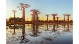 Baobab-Allee, Madagaskar