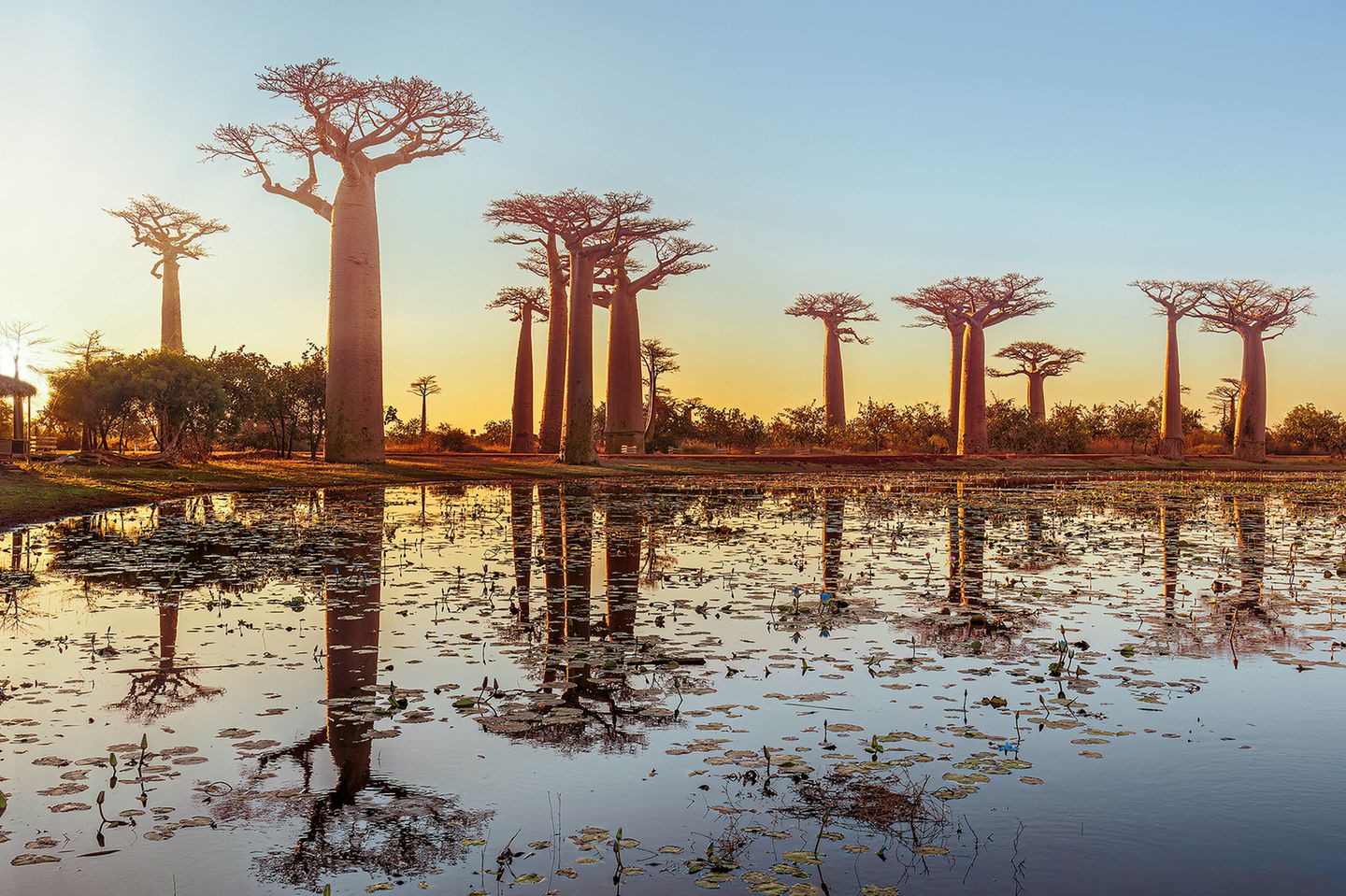 Baobab-Allee, Madagaskar
