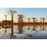 Baobab-Allee, Madagaskar