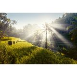 Reisterrassen auf Bali, Indonesien