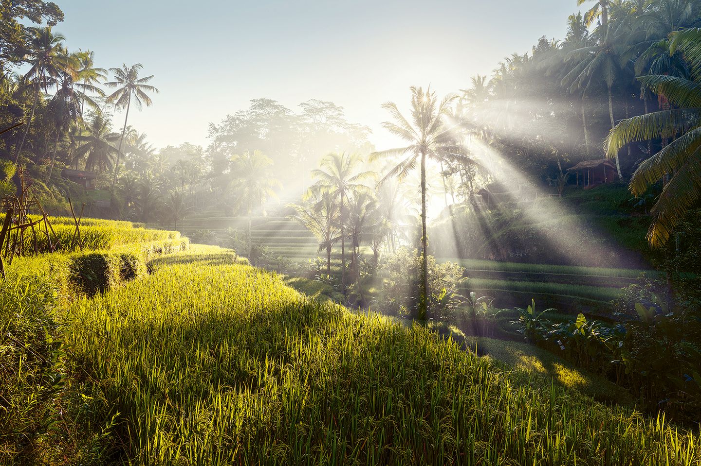Reisterrassen auf Bali, Indonesien