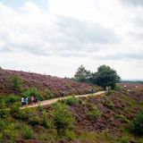 Heidelandschaft mit Spaziergängern