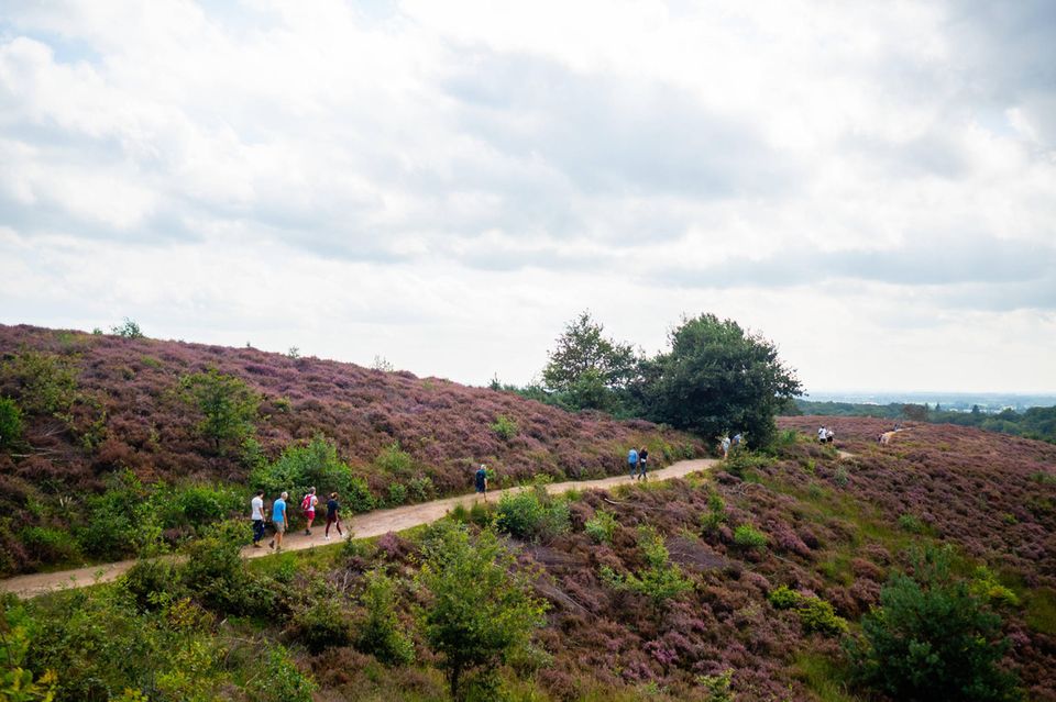 Heidelandschaft mit Spaziergängern