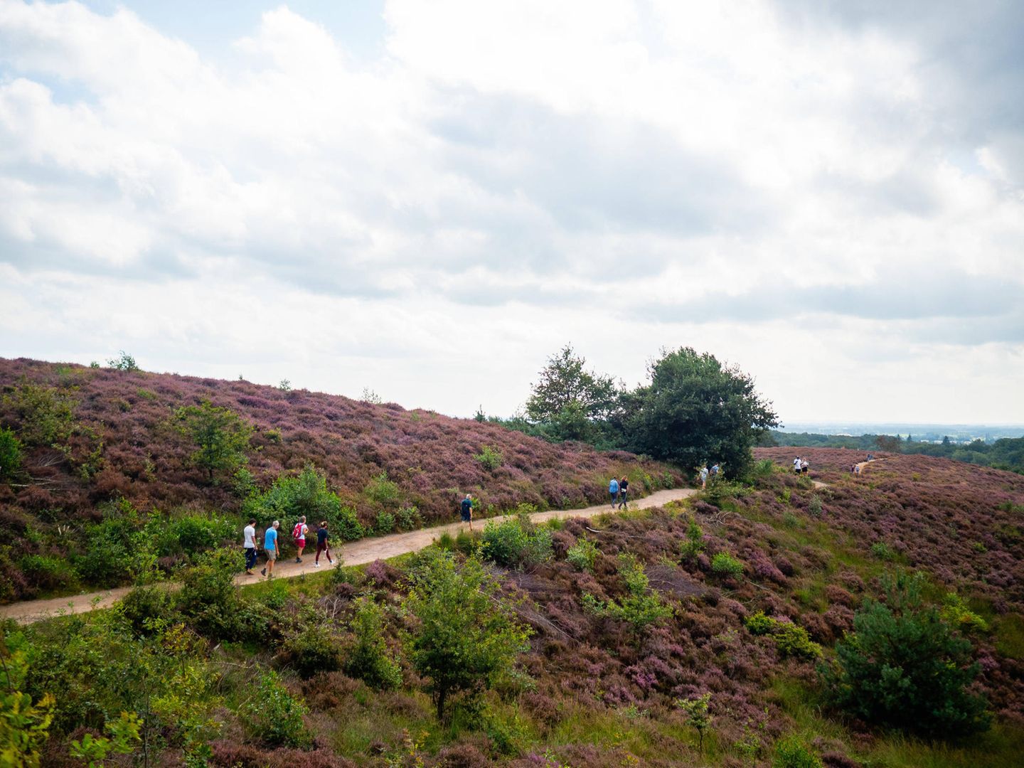 Hoge Veluwe: das Naturidyll Heidelandschaft mit Spaziergängern