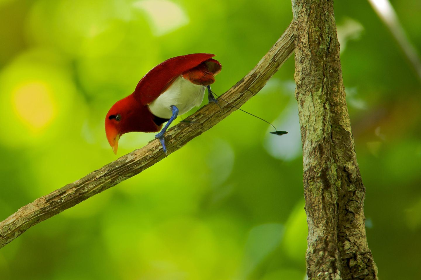 Weißer Bauch, rote Flügel, blaue Füße und zwei lange Schwanzfedern wie Drähte