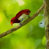 Weißer Bauch, rote Flügel, blaue Füße und zwei lange Schwanzfedern wie Drähte