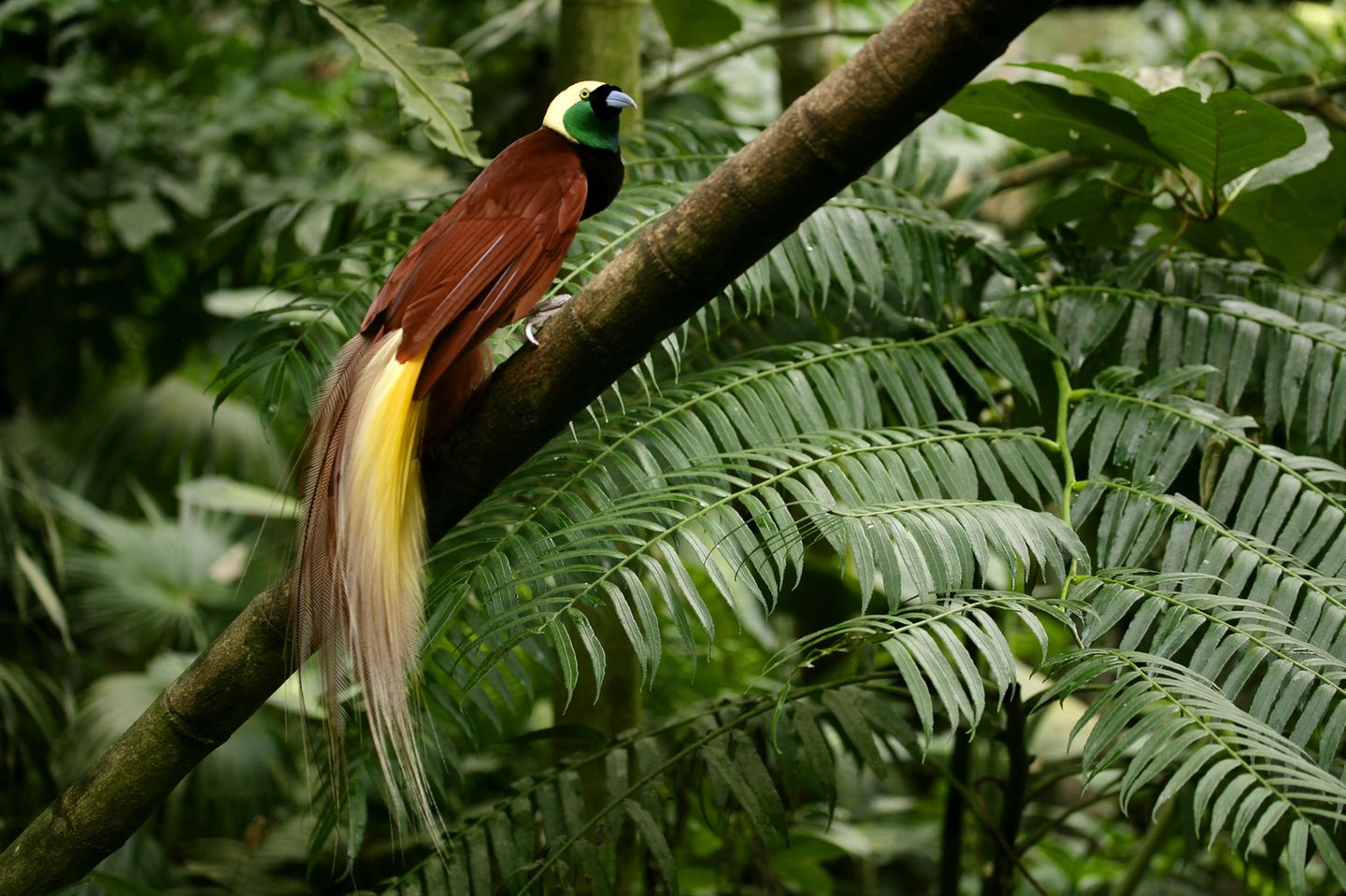 Ein Vogel mit langem gelb-braunem Schwanz, braunen Flügeln, gelbem Kopf, grünem Kinn