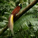 Ein Vogel mit langem gelb-braunem Schwanz, braunen Flügeln, gelbem Kopf, grünem Kinn