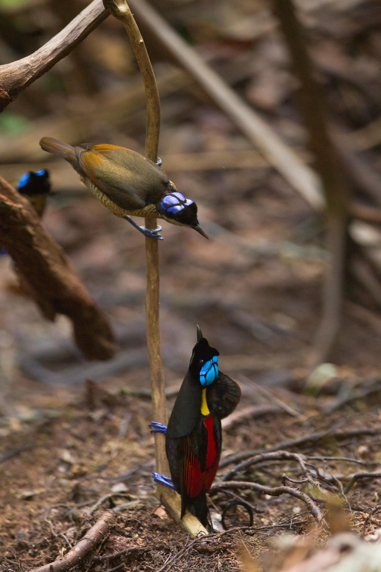zwei Vögel mit blauen Glatzen, das Männchen hat rote und gelbe Federn