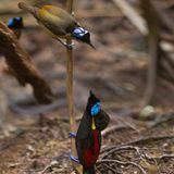 zwei Vögel mit blauen Glatzen, das Männchen hat rote und gelbe Federn