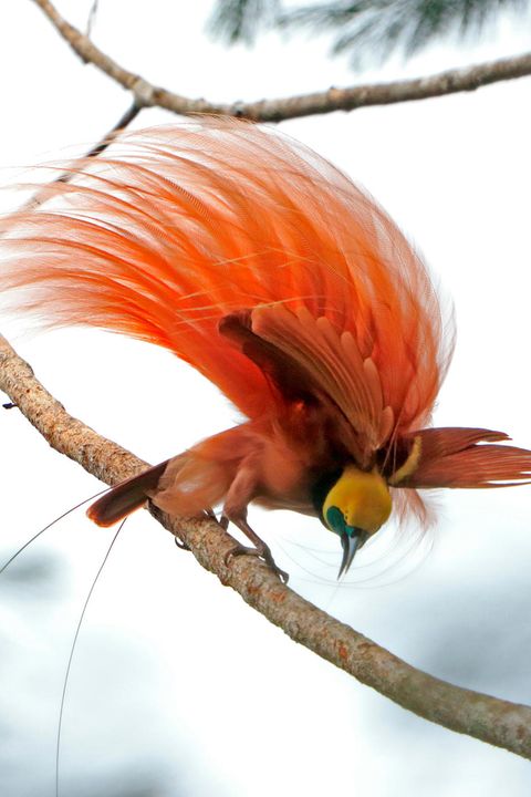 rötlicher Vogel mit gelbem Kopf und grünem Schnabel