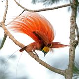 rötlicher Vogel mit gelbem Kopf und grünem Schnabel