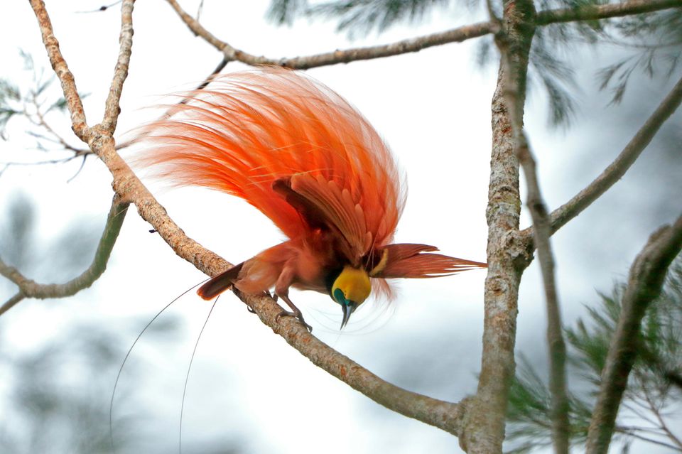 rötlicher Vogel mit gelbem Kopf und grünem Schnabel